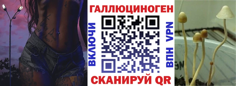 Псилоцибиновые грибы Cubensis  Купить где  Чернушка 